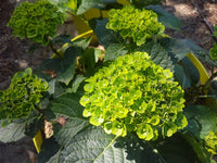Light Green Hydrangea Flower seeds for Planting - Pollinator Friendly, Heirloom & GMO Free Seeds for Home Garden