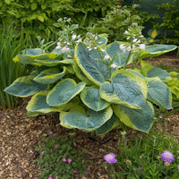 Hosta Plantain Flower seeds for Planting Wildflower Mix Heirloom & GMO Free Seeds for Home Garden