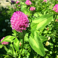 Pink Clover Flower seeds for Planting - Premium Quality, Heirloom & GMO Free Seeds for Home Garden