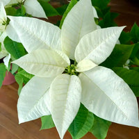 White Poinsettia Flower seeds for Planting - Hardy Variety, Heirloom & GMO Free Seeds for Home Garden