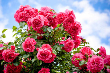 Pink Death Rose Seeds for Spring Planting