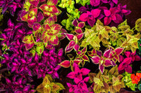 Coleus Flower seeds for Planting Vibrant Colors Heirloom & GMO Free Seeds for Home Garden