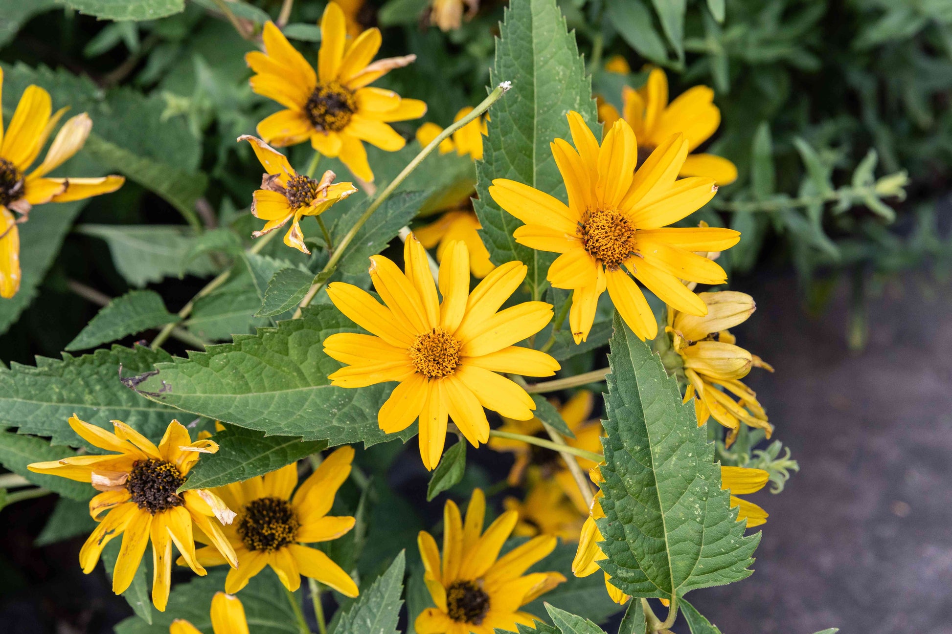 False SunFlower seeds for Planting Sun Loving Heirloom & GMO Free Seeds for Home Garden