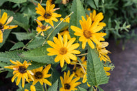 False SunFlower seeds for Planting Sun Loving Heirloom & GMO Free Seeds for Home Garden