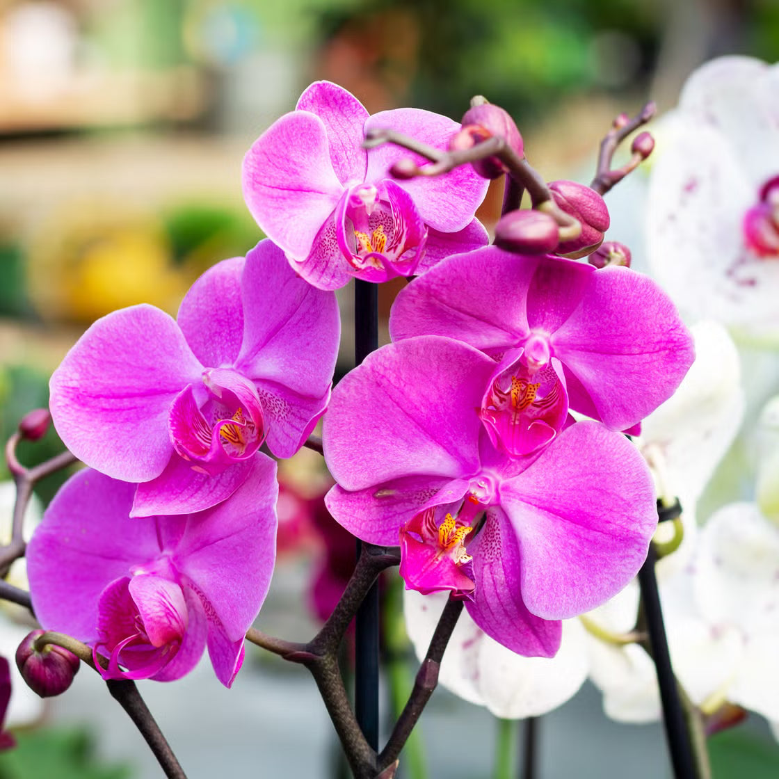 Phalaenopsis Flower seeds for Planting Cottage Garden Essential Heirloom & GMO Free Seeds for Home Garden