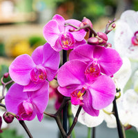 White Violet Phalaenopsis Orchid Flower seeds for Planting Low Maintenance Heirloom & GMO Free Seeds for Home Garden 
 
 Sale