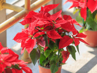 Green Poinsettia Perennial Flower seeds for Planting - Wildflower Mix, Heirloom & GMO Free Seeds for Home Garden