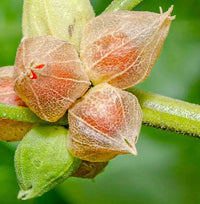 Ashwagandha Flower seeds for Planting Wildflower Mix Heirloom & GMO Free Seeds for Home Garden