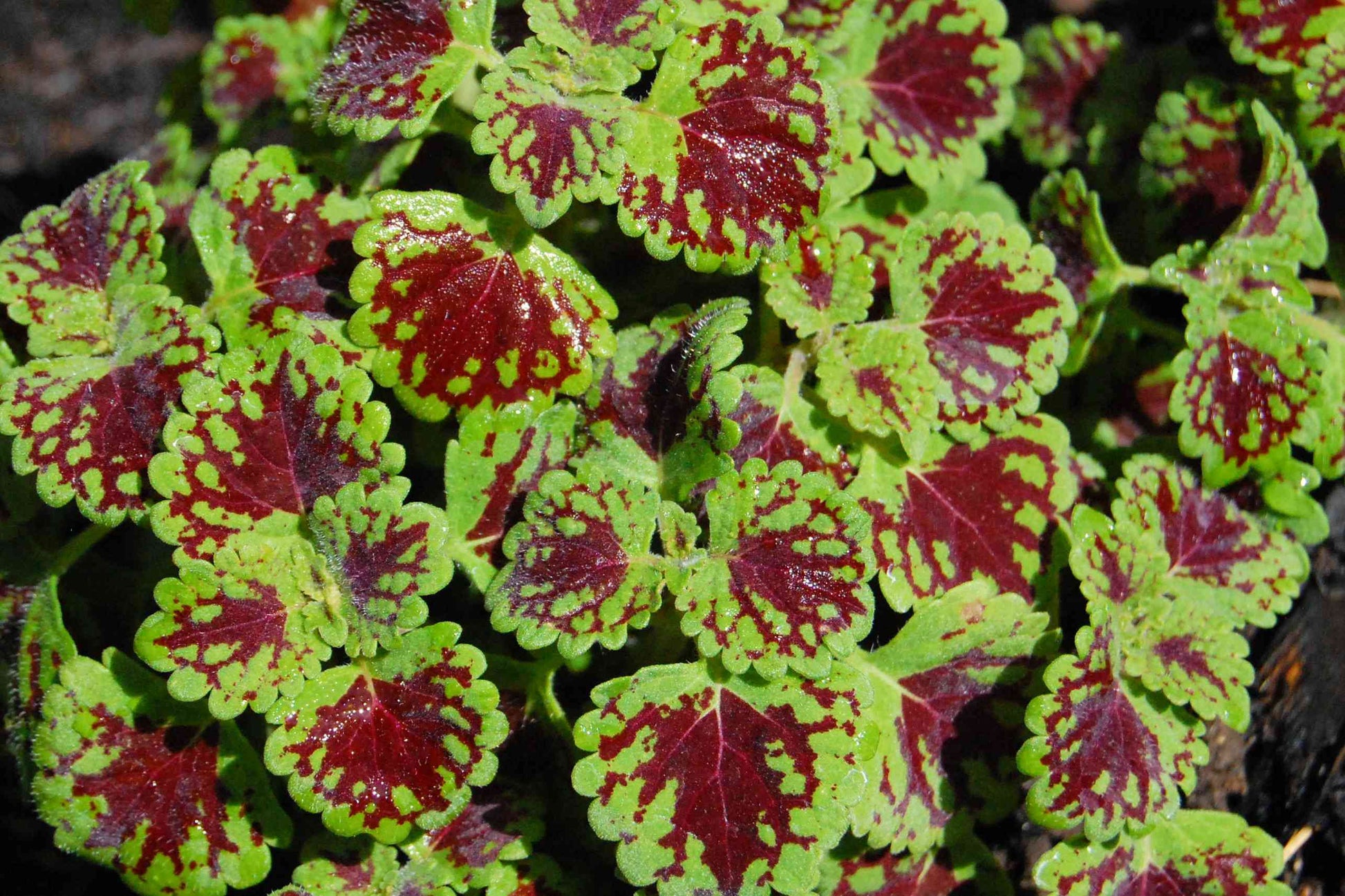 Green Brown Coleus Flower seeds for Planting - Cottage Garden Essential, Heirloom & GMO Free Seeds for Home Garden