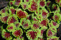 Green Brown Coleus Flower seeds for Planting - Cottage Garden Essential, Heirloom & GMO Free Seeds for Home Garden