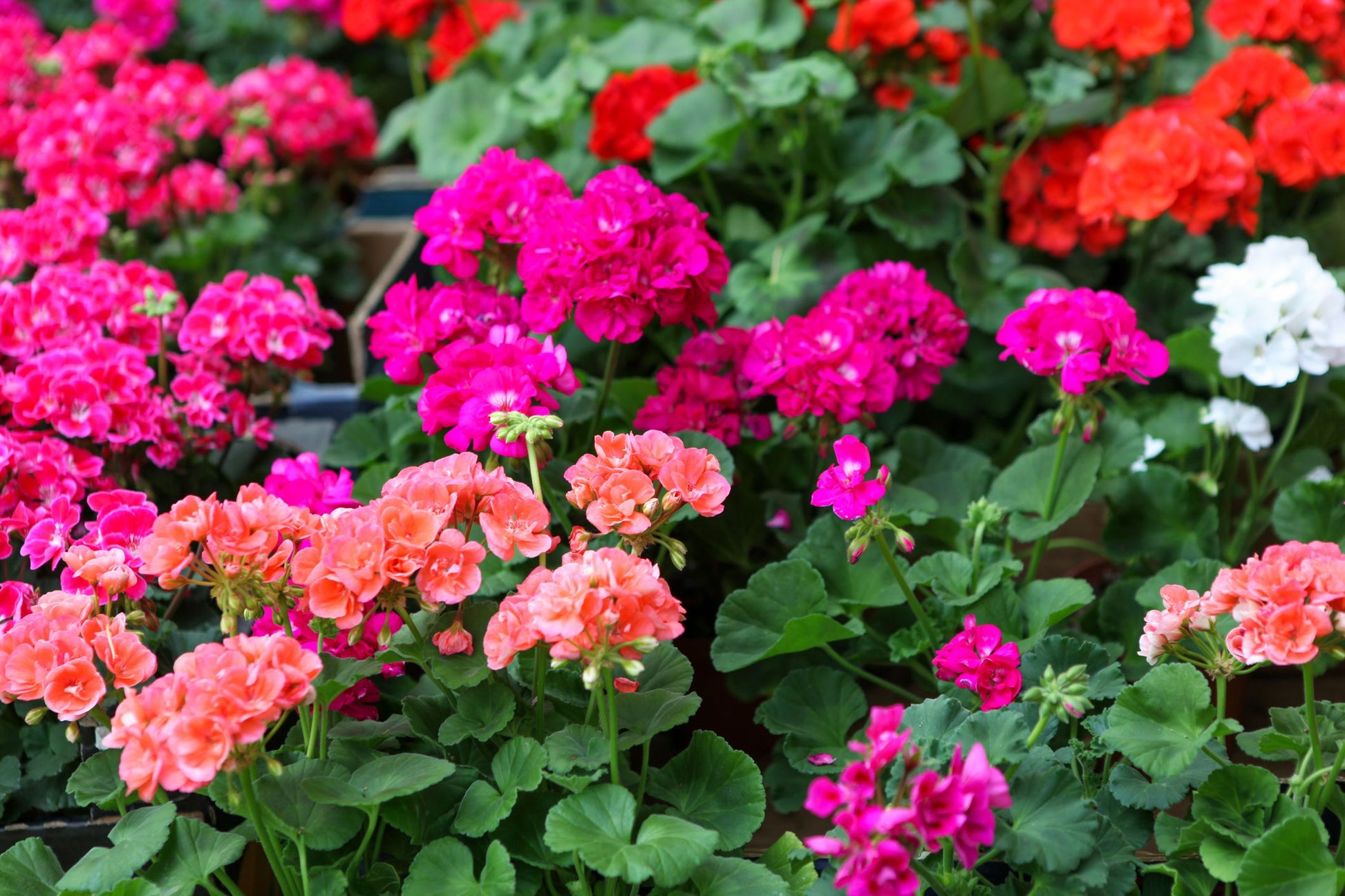 Pink and White Geranium Seeds for Planting - Beautiful Garden Blooms