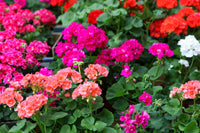 Pink and White Geranium Seeds for Planting - Beautiful Garden Blooms