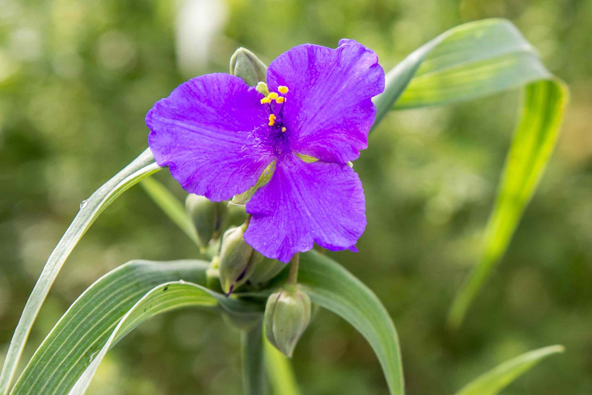 Purple Spiderwort Flower Seeds Flower seeds for Planting Fragrant Blossoms Heirloom & GMO Free Seeds for Home Garden
 
 Sale
