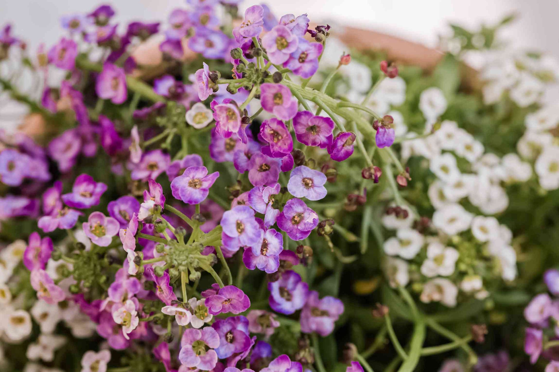 Alyssum Perennial Flower seeds for Planting Perfect for Borders Heirloom & GMO Free Seeds for Home Garden 
 
 Sale