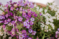 Alyssum Perennial Flower seeds for Planting Perfect for Borders Heirloom & GMO Free Seeds for Home Garden 
 
 Sale