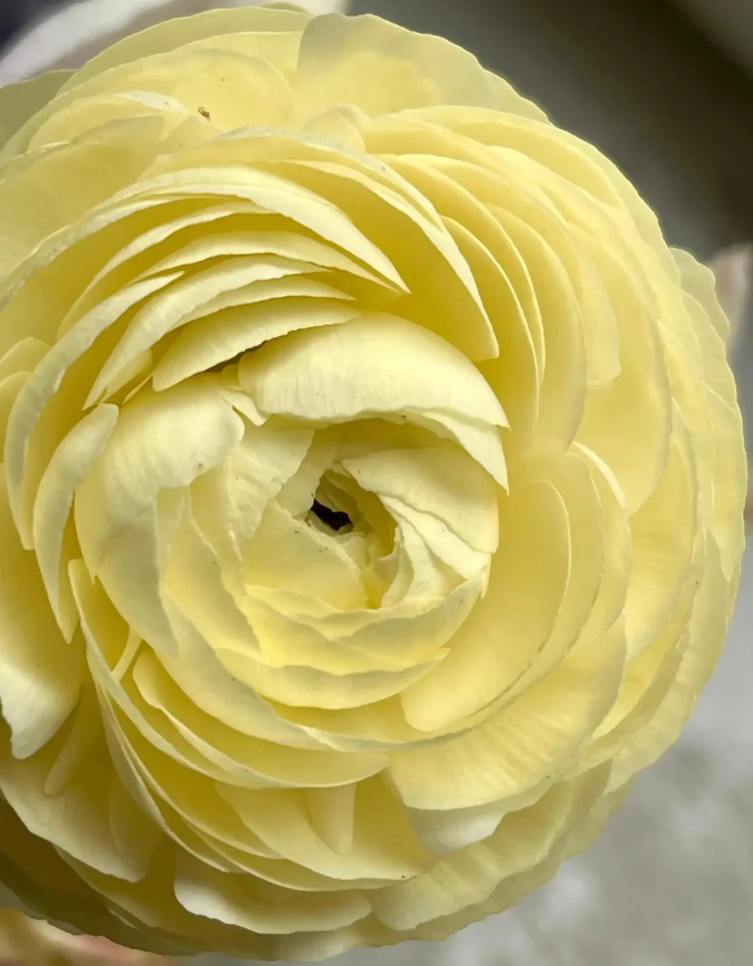 Light Yellow Ranunculus Flower seeds for Planting Long Bloom Season Heirloom & GMO Free Seeds for Home Garden