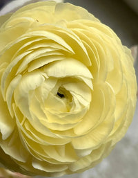 Light Yellow Ranunculus Flower seeds for Planting Long Bloom Season Heirloom & GMO Free Seeds for Home Garden