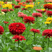 California Giant Zinnia Seeds for Huge, Colorful Zinnia Blooms