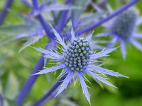 Sea Holly Flower seeds for Planting Colorful Display Heirloom & GMO Free Seeds for Home Garden