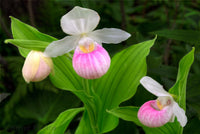 Slipper Orchid Flower seeds for Planting - Perfect for Borders, Heirloom & GMO Free Seeds for Home Garden