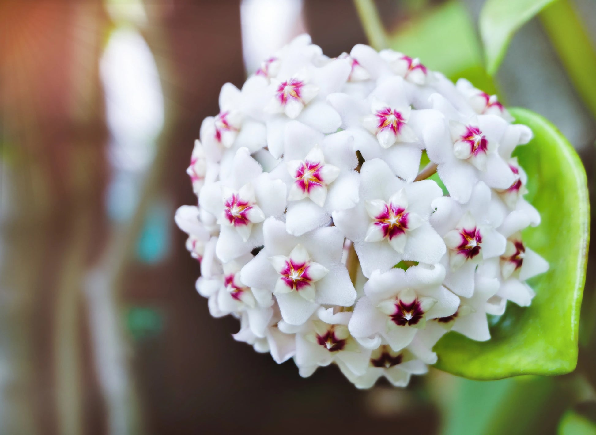 Hoya Flower seeds for Planting Colorful Display Heirloom & GMO Free Seeds for Home Garden