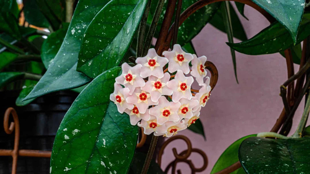Aleurites Flower seeds for Planting - Long Bloom Season, Heirloom & GMO Free Seeds for Home Garden