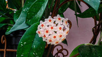Aleurites Flower seeds for Planting - Long Bloom Season, Heirloom & GMO Free Seeds for Home Garden