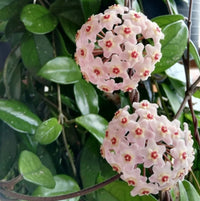 Canossa Flower seeds for Planting - Cut Flower Favorite, Heirloom & GMO Free Seeds for Home Garden