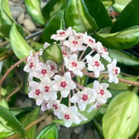 Hoya Flower seeds for Planting - Hardy Variety, Heirloom & GMO Free Seeds for Home Garden