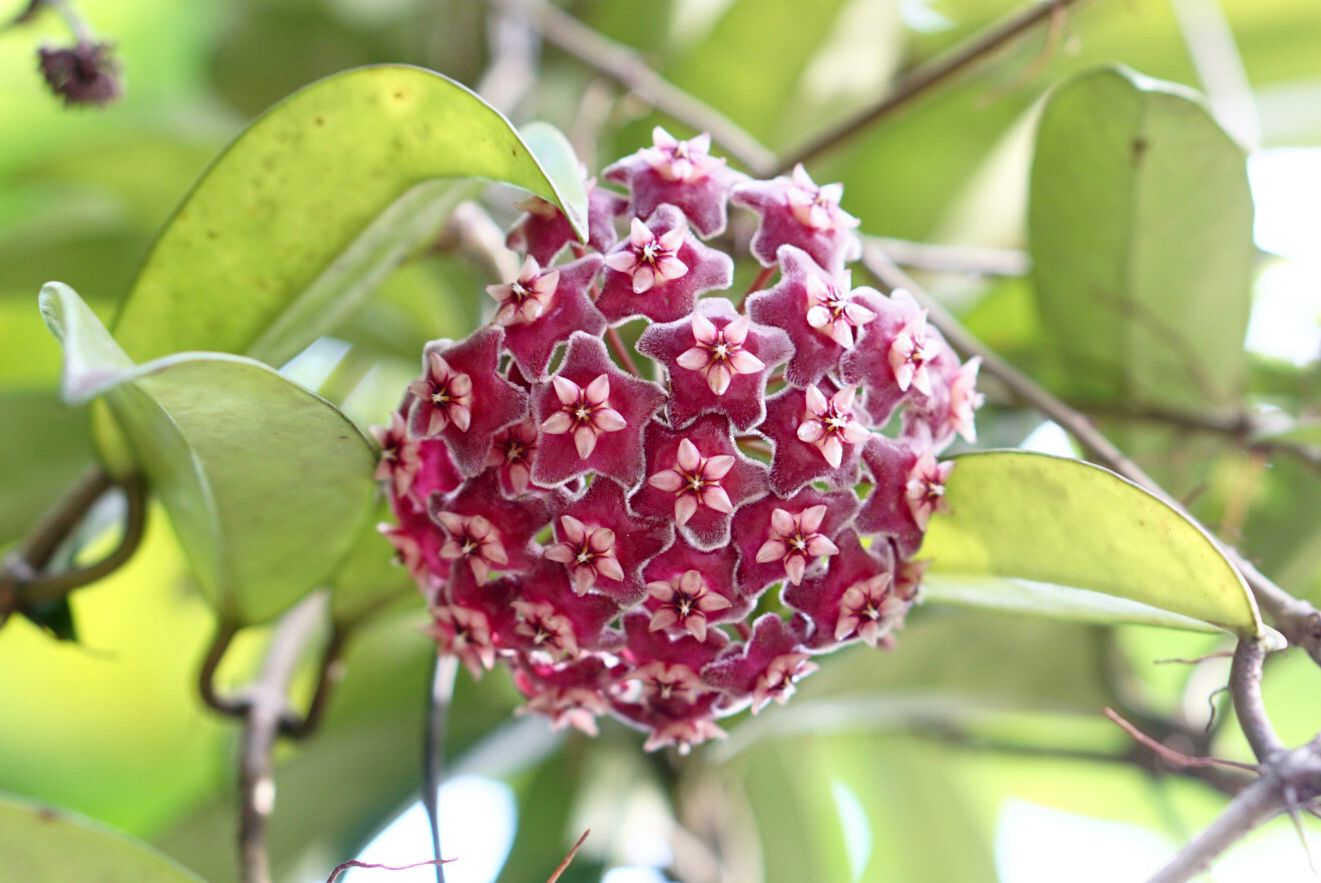 Close-Up of Dark Red Hoya Star-Shaped Flowers