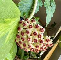 Hoya Bloom Flower seeds for Planting - Drought Tolerant, Heirloom & GMO Free Seeds for Home Garden
