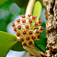 Hoya Bloom Flower seeds for Planting - Drought Tolerant, Heirloom & GMO Free Seeds for Home Garden