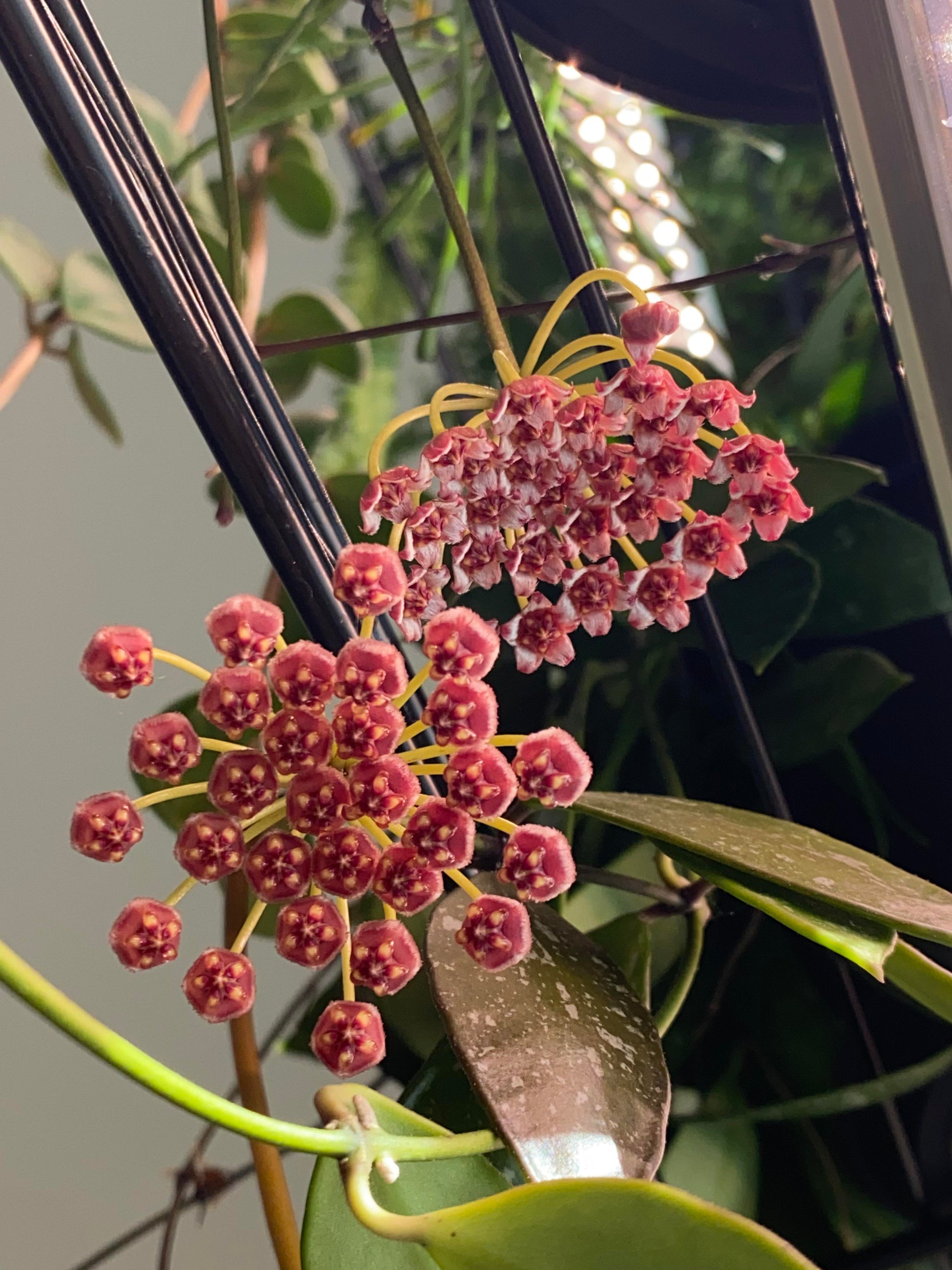 Hoya Gracilis Flower seeds for Planting Drought Tolerant Heirloom & GMO Free Seeds for Home Garden 
 
 Sale