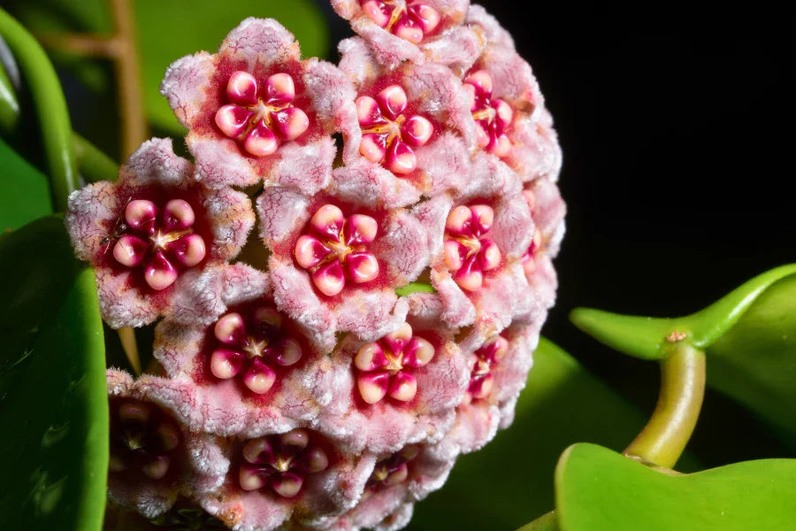 Mixed Hoya Flower Seeds For Planting - Diverse Collection Of Blooms