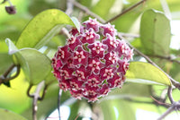 Red Carnosa Flower Seeds Flower seeds for Planting Wildflower Mix Heirloom & GMO Free Seeds for Home Garden