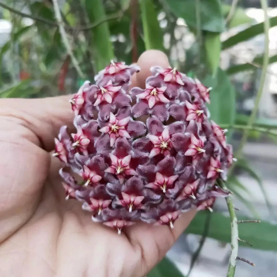 Black Hoya Flower seeds for Planting Vibrant Colors Heirloom & GMO Free Seeds for Home Garden
