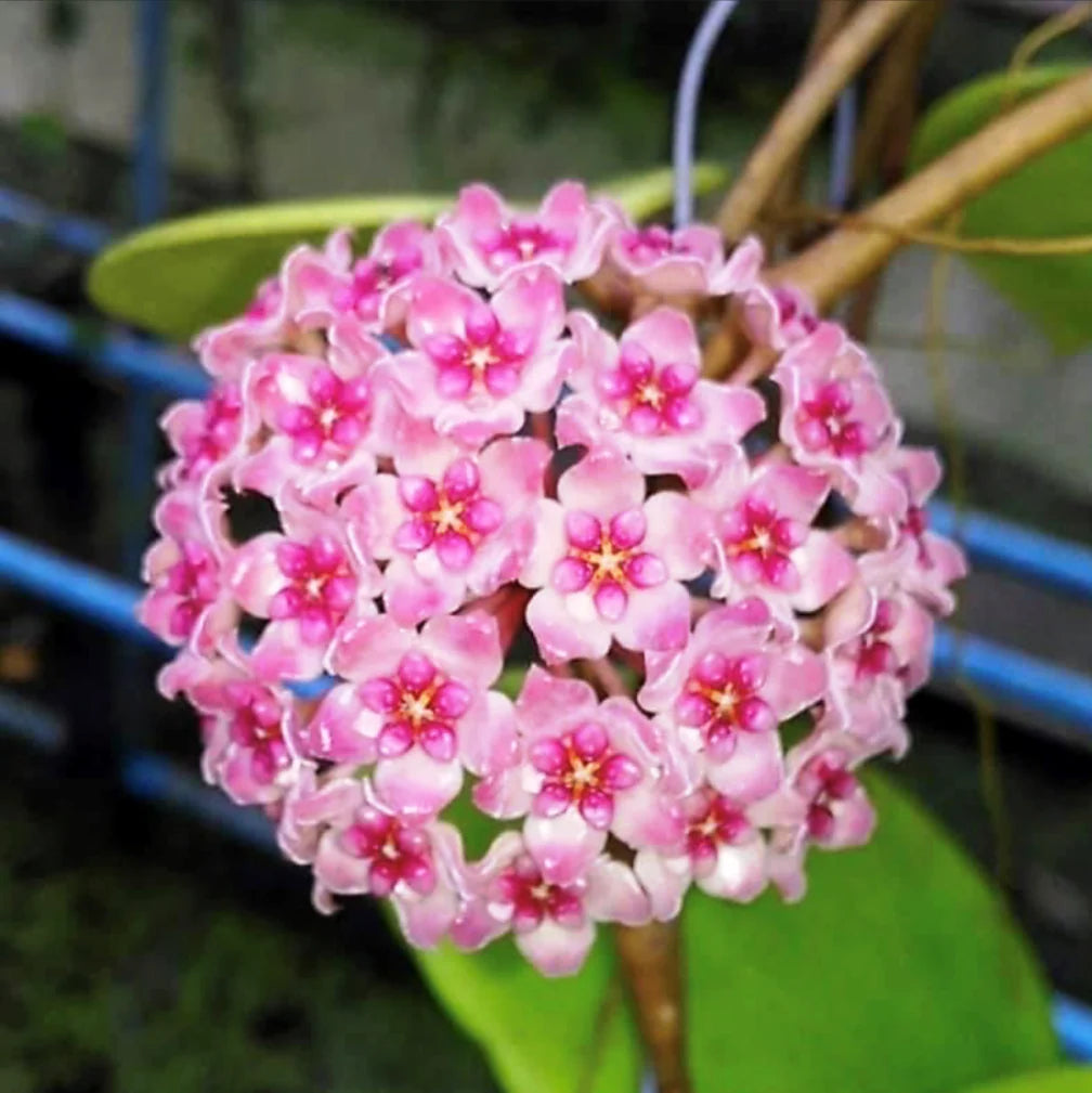 Cream Hoya Flower Seeds for Planting Compact Growth Heirloom & GMO Free Seeds for Home Garden
 
 Sale