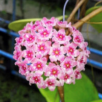 Cream Hoya Flower Seeds for Planting Compact Growth Heirloom & GMO Free Seeds for Home Garden
 
 Sale