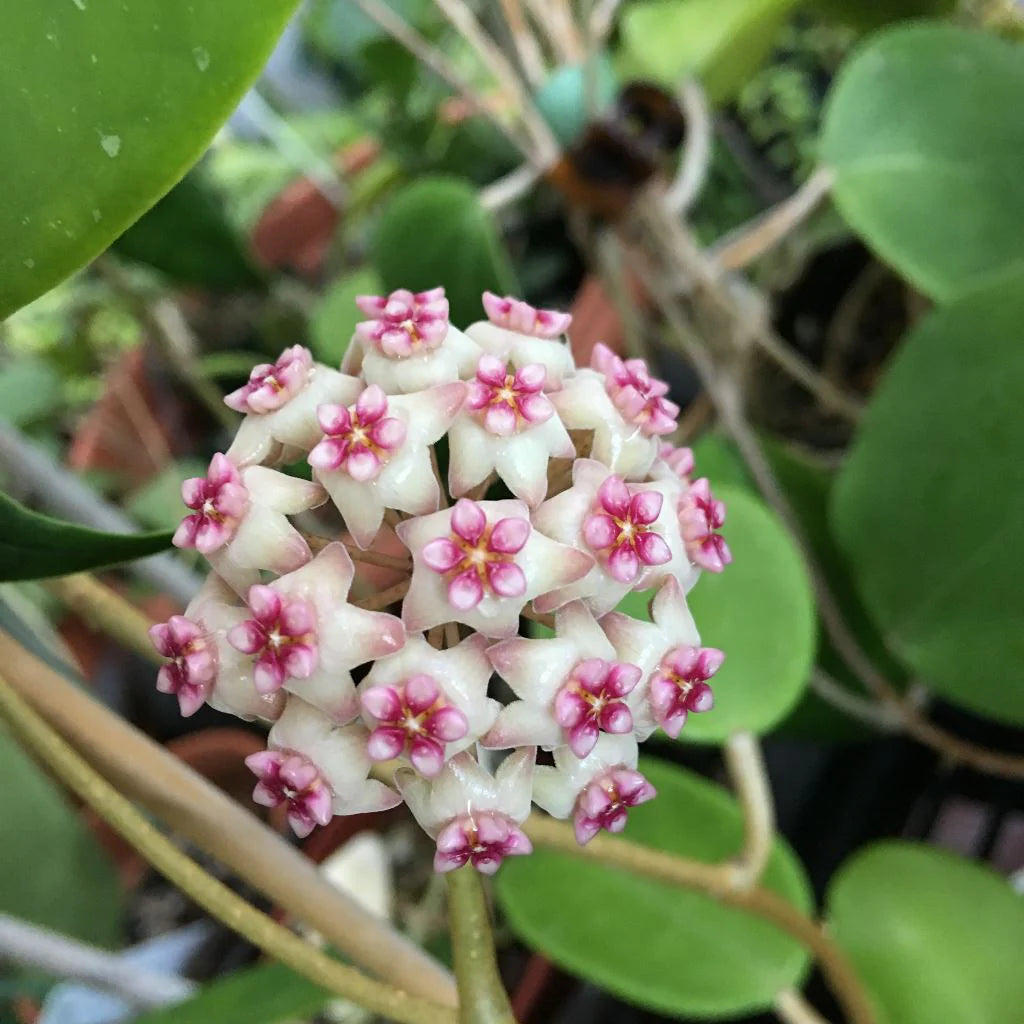 Baby Pink Hoya Flower Seeds for Planting Vibrant Colors Heirloom & GMO Free Seeds for Home Garden
