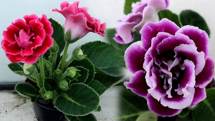 Gloxinia Red and Purple Flower seeds for Planting - Bright Blooms, Heirloom & GMO Free Seeds for Home Garden
