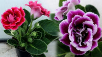 Gloxinia Red and Purple Flower seeds for Planting - Bright Blooms, Heirloom & GMO Free Seeds for Home Garden