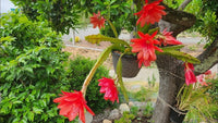 Red Epiphyllum Oxypetalum Flower Seeds Flower seeds for Planting Vibrant Colors Heirloom & GMO Free Seeds for Home Garden