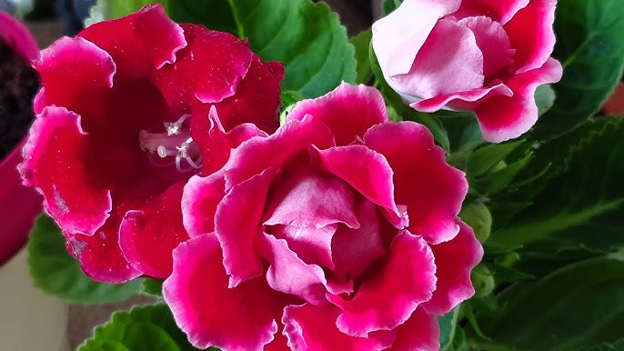 Dark Pink Gloxinia Flower Seeds for Planting Wildflower Mix Heirloom & GMO Free Seeds for Home Garden
 
 Sale