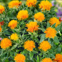 Safflower Flower seeds for Planting Hardy Variety Heirloom & GMO Free Seeds for Home Garden