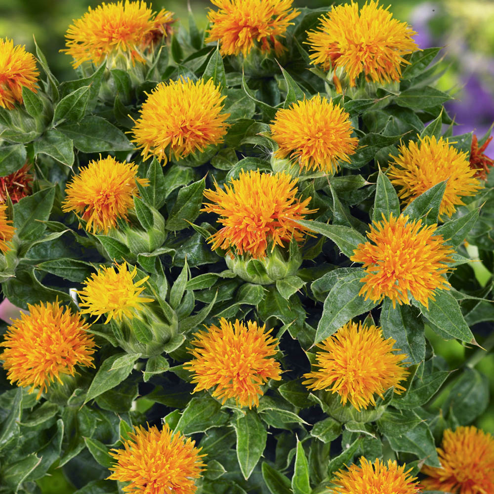 Yellow Safflower Flower seeds for Planting - Sun Loving, Heirloom & GMO Free Seeds for Home Garden