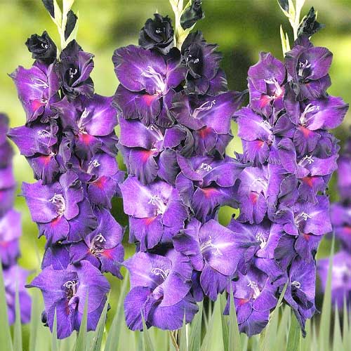 Pink Blue Gladiolus Flower Seeds for Planting Shade Tolerant Heirloom & GMO Free Seeds for Home Garden
 
 Sale