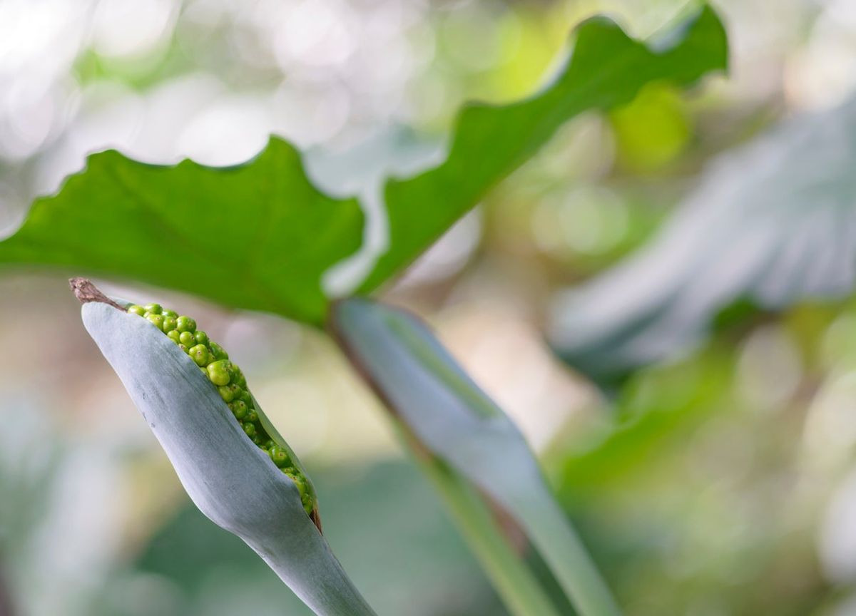 Leaf Alocasia Flower seeds for Planting - Vibrant Colors, Heirloom & GMO Free Seeds for Home Garden