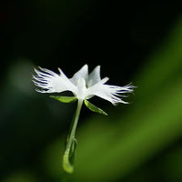Egret Orchid Flower seeds for Planting Pollinator Friendly Heirloom & GMO Free Seeds for Home Garden