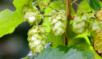 Army Green Humulus Lupulus Seeds for Planting – Heirloom & NonGMO Garden Favorite
 
 Sale