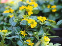 Sanvitalia Procumbens Flower seeds for Planting Hardy Variety Heirloom & GMO Free Seeds for Home Garden